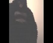 Mr. Gorilla from creamy gorilla gay