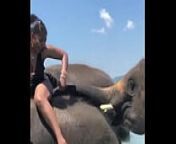 elephant-black-cul from elefant videos3x