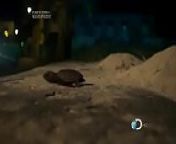 La tortuga Carey - Discovery channel m&eacute;xico from discovery science channel tech 360 toys episodes