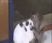 love for cat monkey from cat