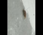 Sexo de Analmosquitos ao som de Lil raffa. from bengali ph sex mp3