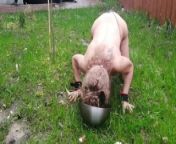Slut Fox is tied with a rope like a wild animal and eats raw meat from sex meat sir devi com