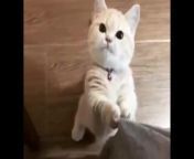 Epic Cat from anal porn hd an