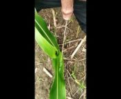 Pissing on Grass in outdoor from village anty women jangal pissing open video